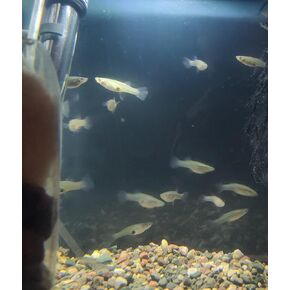 30 Live Mosquito Fish, Pond Fish in Kuwait