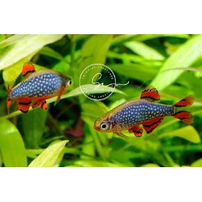 6 Galaxy Rasbora/Celestial Pearl Danio Freshwater Aquarium Fish Live Arrival Guarantee.