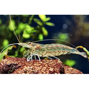 Amano Shrimp Live Freshwater Shrimp Aquarium Algae Cleaner Inverts (10 Shrimps (+1))