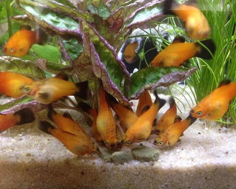 Aquatic Foods Inc. 16mm - 5/8 "رقائق متوسطة/كبيرة من الطحالب ، سبيرولينا ، الخضار لجميع الأسماك الاستوائية ، cichlids الأفريقية ، الروبيان ، القواقع ، سرطان البحر ، سمك السلور ، plecos .. ... 1 رطل 0.3 أوقية حقيبة صافية in Saudi Arabia