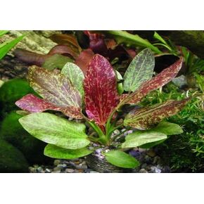 Echinodorus 'Red Flame' - Rare Amazon Sword Live Aquarium Plants Moss ADA Fish