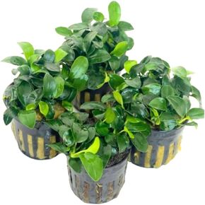 4X Petite Anubias Nana Pots Aquarium Live Plant for Fish Tank Decoration