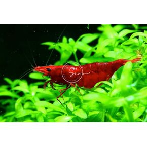 Swimming Creatures™ [Exclusive] 20 Fire Red Premium High-Grade Neocaridina Freshwater Aquarium Shrimp Live (Large, Size: 1/2" +)