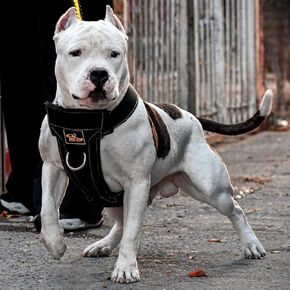 KNK | Heavy Duty Dog Harness for Pitbulls, Bullies and Large Breeds - No Pull, Ultra Durable, Soft Padded Chest, Metal Leash Attachment