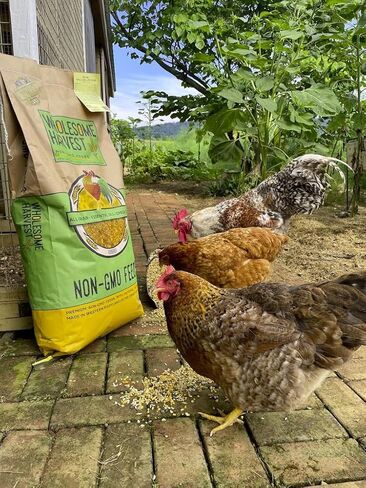 Non-GMO Soy and Corn Free Whole Grain Layer Blend 16% - Chicken Feed for Laying Hens and Ducks - Includes Essential Oils, Herbs, Oyster Shells, Vital Minerals, and Omega 3, 40lb in Saudi Arabia