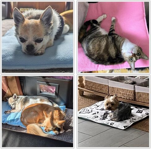 Reversible Dog and Cat Cushion - Soft and Absorbent Fleece Side and Smooth and Cool Polyester Side - Portable - 55.1 x 27.6 in - Green in Saudi Arabia