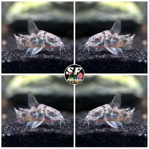 5 Peper Palaetus Corydoras, Corycats, Cute Freshwater Aquarium Catfish Live Arrival Guarante
