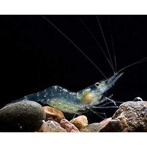 Beauty Yi 10 Adult Ghost Shrimp (Palaemonetes paludosus aka Grass Shrimp, Glass Shrimp, Freshwater River Shrimp) Great Feeder Shrimp