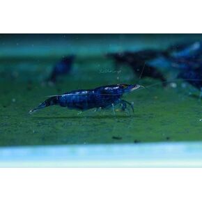 Live Freshwater Aquarium Shrimp Neocaridina (Dream Blue Velvet, 5 Shrimp)