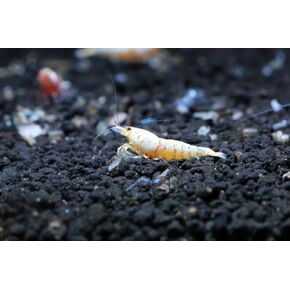 Golden Bee Shrimp Live Freshwater Aquarium Shrimp - 1/4 to 1/2 inch Long (10 Shrimp)