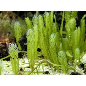 Generic Live Caulerpa Mexicana Macro Algae Reef Refugium Saltwater Plant Marine