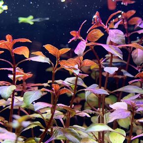 Generic LUDWIGIA SP. feetSuper RED Mini feet - BUY3GET1FREE - Live Aquarium Red Plant AquaScape