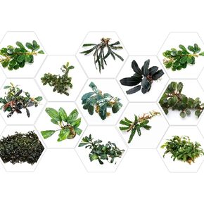 Live Aquarium Plants | Bucephalandra Plants Packages 6 Species | Bare-Root