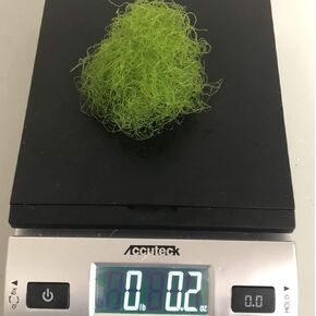 Live Saltwater Plant CHAETOMORPHA Macro Algae .2 OZ Chaeto Refugium with Live Copepods and Amphipods,TBSLSP1050