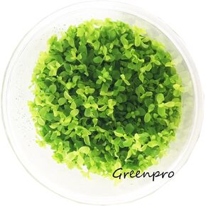 Micranthemum Monte Carlo New Large Pearl Grass Live Aquatic Plant in Tissue Culture Cup for Aquarium Freshwater Fish Tank by Greenpro