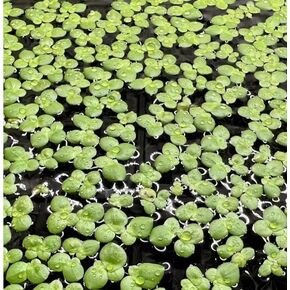 Giant Duckweed, Live Aquarium Floating Plant, Spirodela polyrhiza (150 Plants)