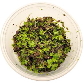200 Duckweed Live Plant for Aquarium & Pond - Landoltia Punctata (Dotted Duckweed)