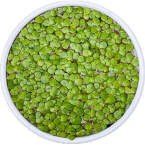 Live Giant Duckweed (Spirodela Polyrhiza) – Floating Aquatic Plants for Ponds & Aquariums Buy2Get1 (200 Plants) - Ice Pack Included for Hot Summer Transit