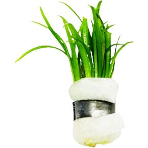 Dwarf Sagittaria Pusillus Bundle Live Aquarium Plants Decorations Freshwater Fish Tank Aquatic Plant3 Days Live Guaranteed