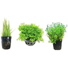 3 Carpet Plants Package Dwarf Baby Tears Dwarf Hairgrass and Glosso Potted Live Aquatic for Aquarium Freshwater Fish Tank by Greenpro