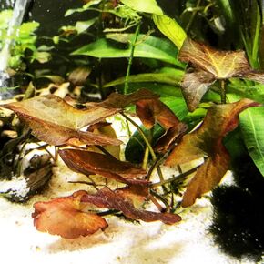 Nymphaea Rubra Bulb Dwarf Water Lily Live Aquarium Plants Decorations 3 Day Live Guaranteed by Mainam