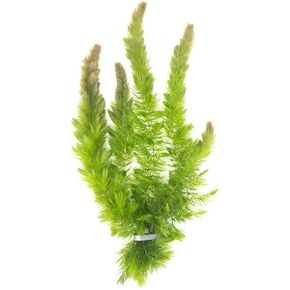 Aquatic Arts Hornwort Live Aquarium Plants (2), Hornwort Ceratophyllum Aquatic Plants, Hornwort Coontail Aquarium Plant Live, Floating Pond Plants Live Hornwort Bundle, Fish Tank Hornwort Live Plants