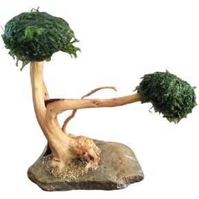 Real Small Bonsai Aquarium Tree, 2 Heads 4-6inch Height, Handmade Natural Aquarium Bonsai Tree with Dried Moss !!!