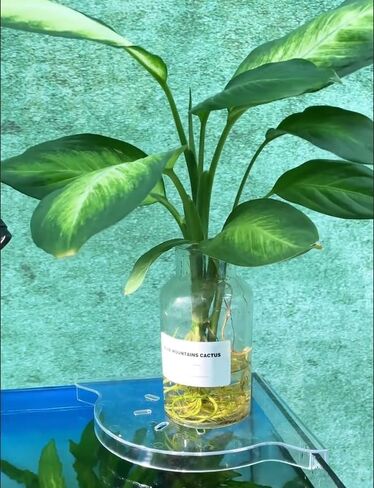 2 PCS Aquarium Corner Shelf مع حامل النبات ، يجلس على حافة الخزان ، مثالية للنباتات المائية ، ديكور خزان الأسماك وملحقاتها ، تناسب معظم الخزانات ، خاصةً مقابل 20 جالونًا أو أكبر (أبيض) in Kuwait