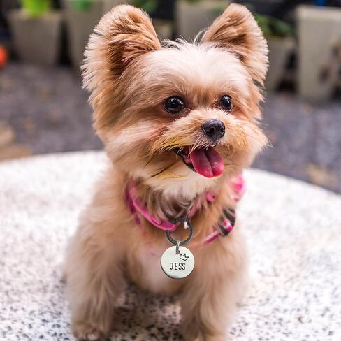 9 PCS Round Spring Ring Clips, Silver Metal Keyring Purse Clip, Heavy Duty Opening O Ring Carabiner for Keychains, Buckle Clasp for Backpacks, Purse, Keys, Bag Strap in Kuwait