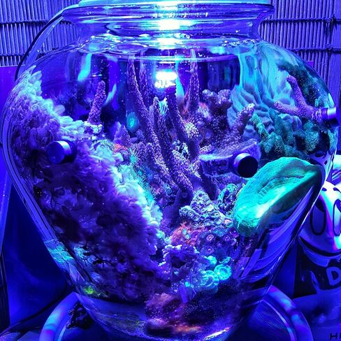 12W Tuna Blue LED Bulb Coral Reef Optimized Spectrum PAR38 in Kuwait