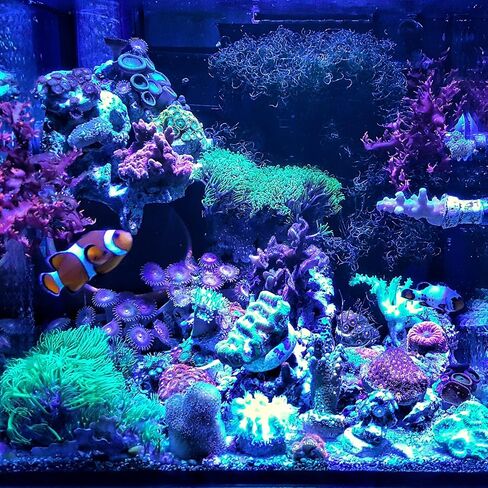 12W Tuna Blue LED Bulb Coral Reef Optimized Spectrum PAR38 in Kuwait
