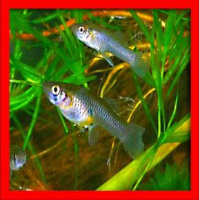 x50 Live Gambusia Mosquito Aquarium Pond Feeder Fish Guppy Pets