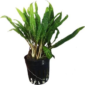Cryptocoryne Balansae Potted Live Aquarium Plants Freshwater Fish Tank Decorations by Greenrpo