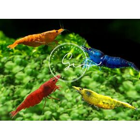 Swimming Creatures™ 10 Mixed Premium High-Grade Neocaridina Freshwater Aquarium Shrimp Live (Assortment of 4 colors)