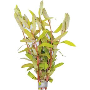 Nesaea Pedicellata (Golden) - Live Plants for Freshwater Aquarium - Freshwater Aquarium Stem Plant - Vibrant Golden Foliage - Ideal for Aquascaping & Fish Tanks - Bunch