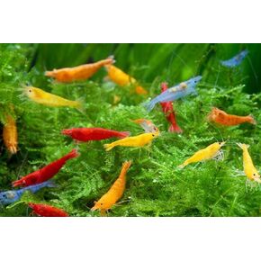 Swimming Creatures™ 10 Mixed Color Standard Grade Neocaridina Freshwater Aquarium Shrimp Live