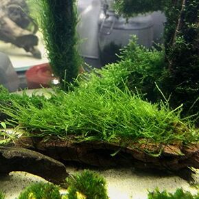 Live Plants on Driftwood | Aquatic Plants for Aquariums and Vivariums (Java Moss on Driftwood)