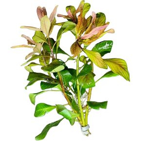 Ludwigia Inclinata Cuba Bunch (3-5 Stems)