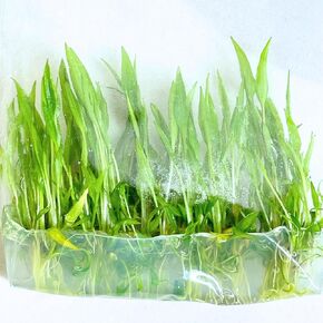 Green Cryptocoryne Wendtii Grown in Vitro Tissue Culture Aquariums Live Plants for Fish Tank Decoration