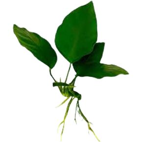 Anubias Barteri Nana Bare Root - Live Aquarium Plant - Low Maintenance Aquatic Greenery for Freshwater Tanks -Hardy & Easy to Grow - Natural Filtration in Low Light Condition - Medium