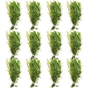 Hornwort Ceratophyllum Demersum Tropical Freshwater Live Aquarium Plant Decorations (12 Pack)