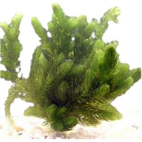 Oxygenating Hornwort (1 Bunch - 6 Stem Plants)