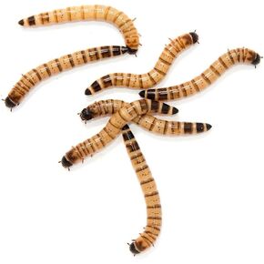 250ct Live Superworms Large (1.75"-2") Live Arrival Guaranteed