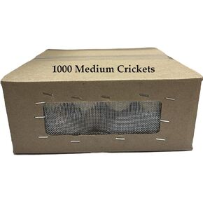 BASSETT'S CRICKET RANCH 1000 Medium (1/2") Banded Crickets