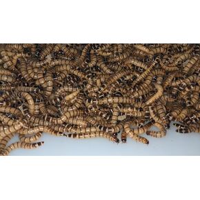 Armstrong's Original Crickets Superworms Kingworms (Large, 1000, Count)