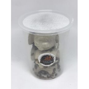 600 Small Dubia Roaches in Cup