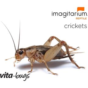 Timberline Vita-Bugs 1/8" Live Crickets, Count of 1000, 1000 CT