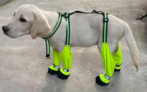 Adjustable Dog Suspender Boots with Attached Waterproof Paw Protectors, Non-Slip Summer Hiking Shoes for Rainy Days and Night Safety with Reflective Design (Orange, M) in Saudi Arabia