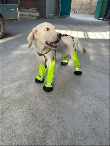 Adjustable Dog Suspender Boots with Attached Waterproof Paw Protectors, Non-Slip Summer Hiking Shoes for Rainy Days and Night Safety with Reflective Design (Orange, M) in Saudi Arabia