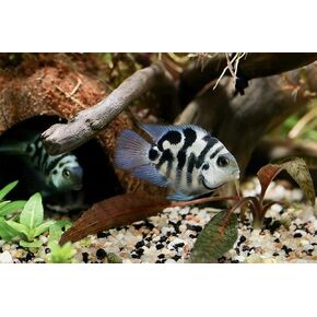 المخلوقات السباحة ™ 3 Polar Blue Parrot Cichlid (Amatitlania Nigrofasciata Blue) - Freshwater Aquarium Fish Live (الحجم: حوالي 3-4 سم)